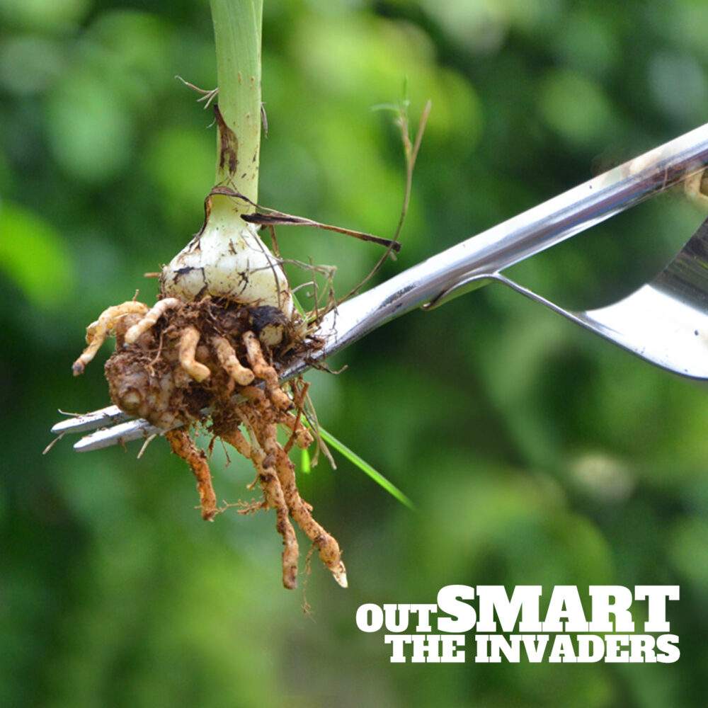 Manual Hand Weeder - Image 4